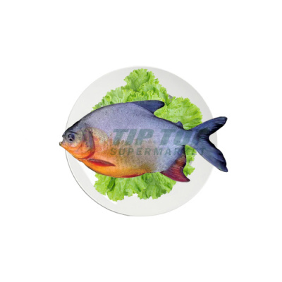 Ikan Bawal Merah Air Tawar