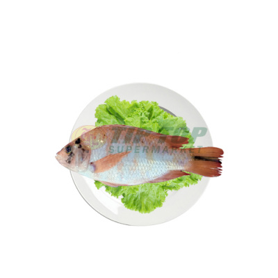 Ikan Nila Merah