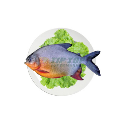 Ikan Bawal Merah Air Tawar