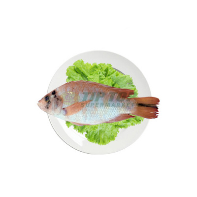 Ikan Nila Merah