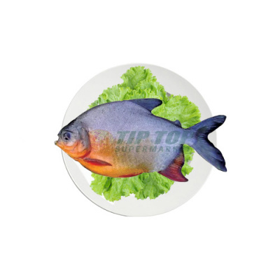 Ikan Bawal Merah Air Tawar