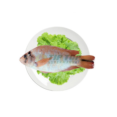 Ikan Nila Merah