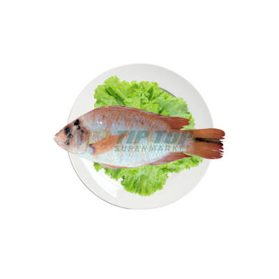 Ikan Nila Merah